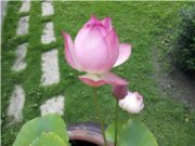 成全